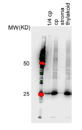 western blot using anti-PSA3 antibodies